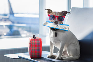 Psychiatric Service Dog Travel Letter