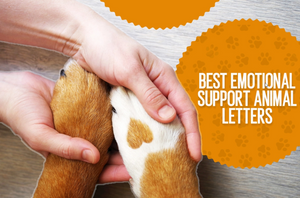 The Ultimate Guide: What You Need to Know About Emotional Support Animal Letters.