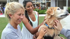 Emotional Support Dogs Helping College Students
