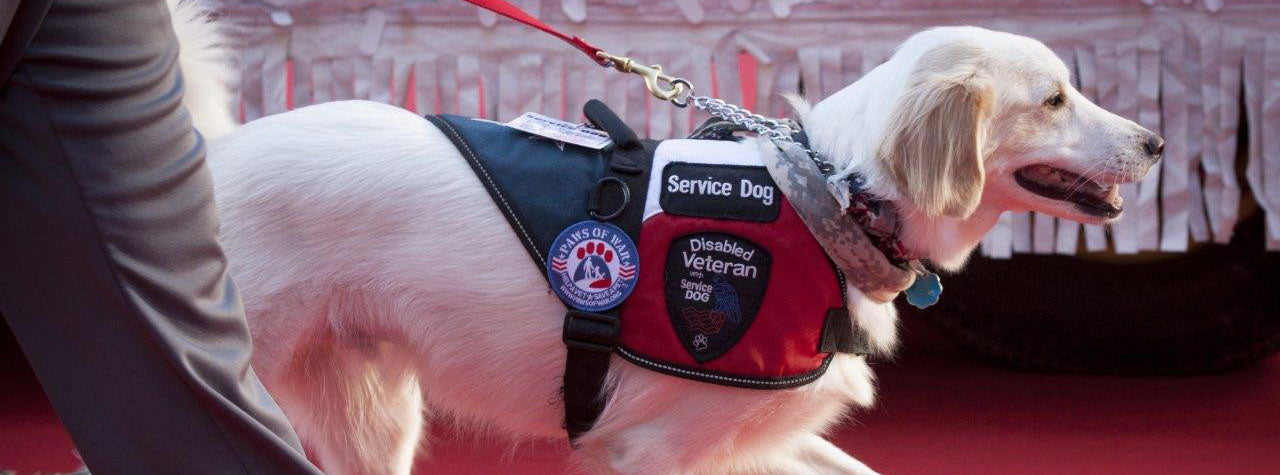 Service Dog Collection