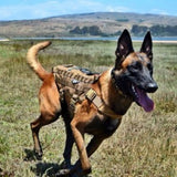 Heavy Duty Tactical Dog Vest & Leash - USA Service Animal Registration