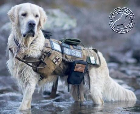 Tactical Service Dog Vest Package – USA Service Animal Registration