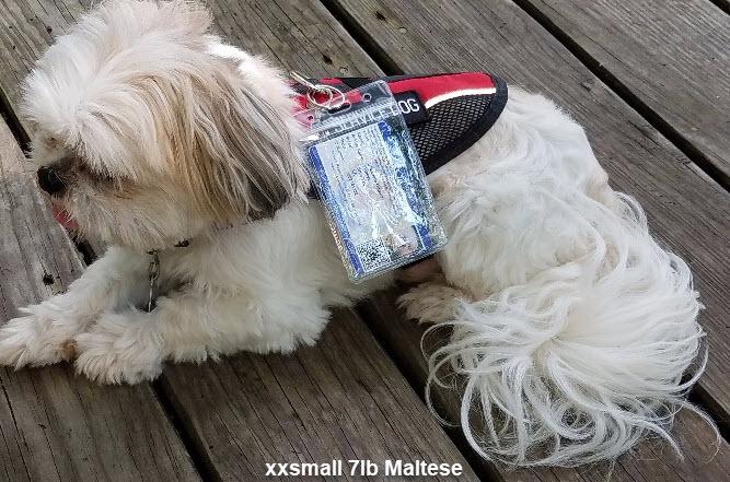 Shih tzu service dog vest sales